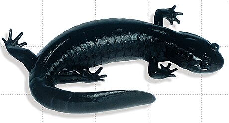 Odaigahara salamander