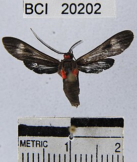 <i>Hypocladia restricta</i> Species of moth