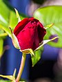 * Nomination Rote Rose - Red roses, --Fischer.H 09:41, 14 July 2018 (UTC) * Promotion  Support Good quality. --Ralf Roletschek 07:12, 18 July 2018 (UTC)