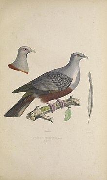 Iconographie des pigeons (8100062636).jpg