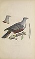 Iconographie des pigeons (8100062636).jpg