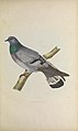 Iconographie des pigeons (Pl. LXXV) (8100052611).jpg