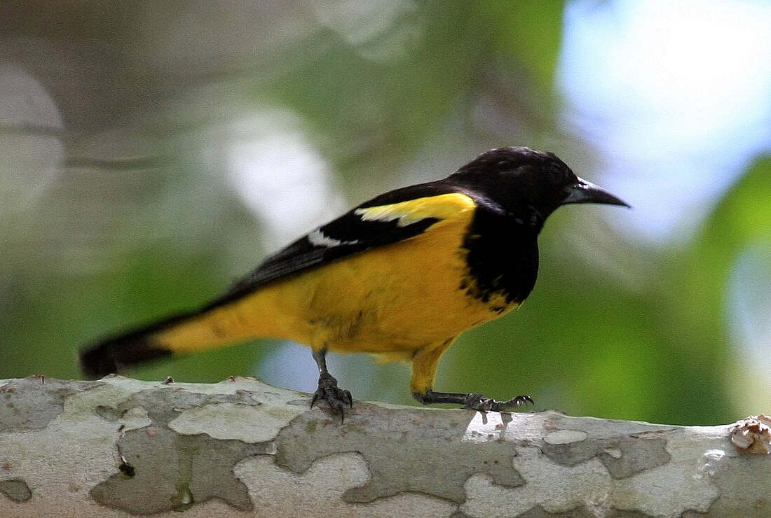 Oriole jaune-verdâtre