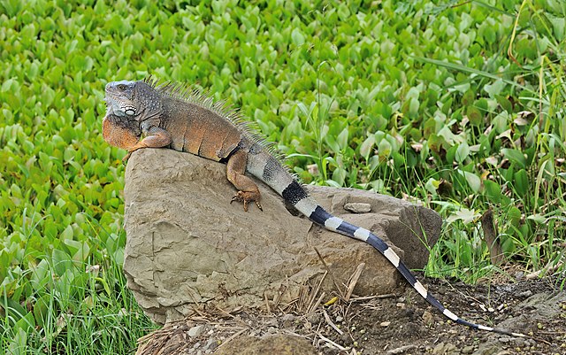 Обыкновенная игуана Iguana iguana. Портовьехо, Эквадор.