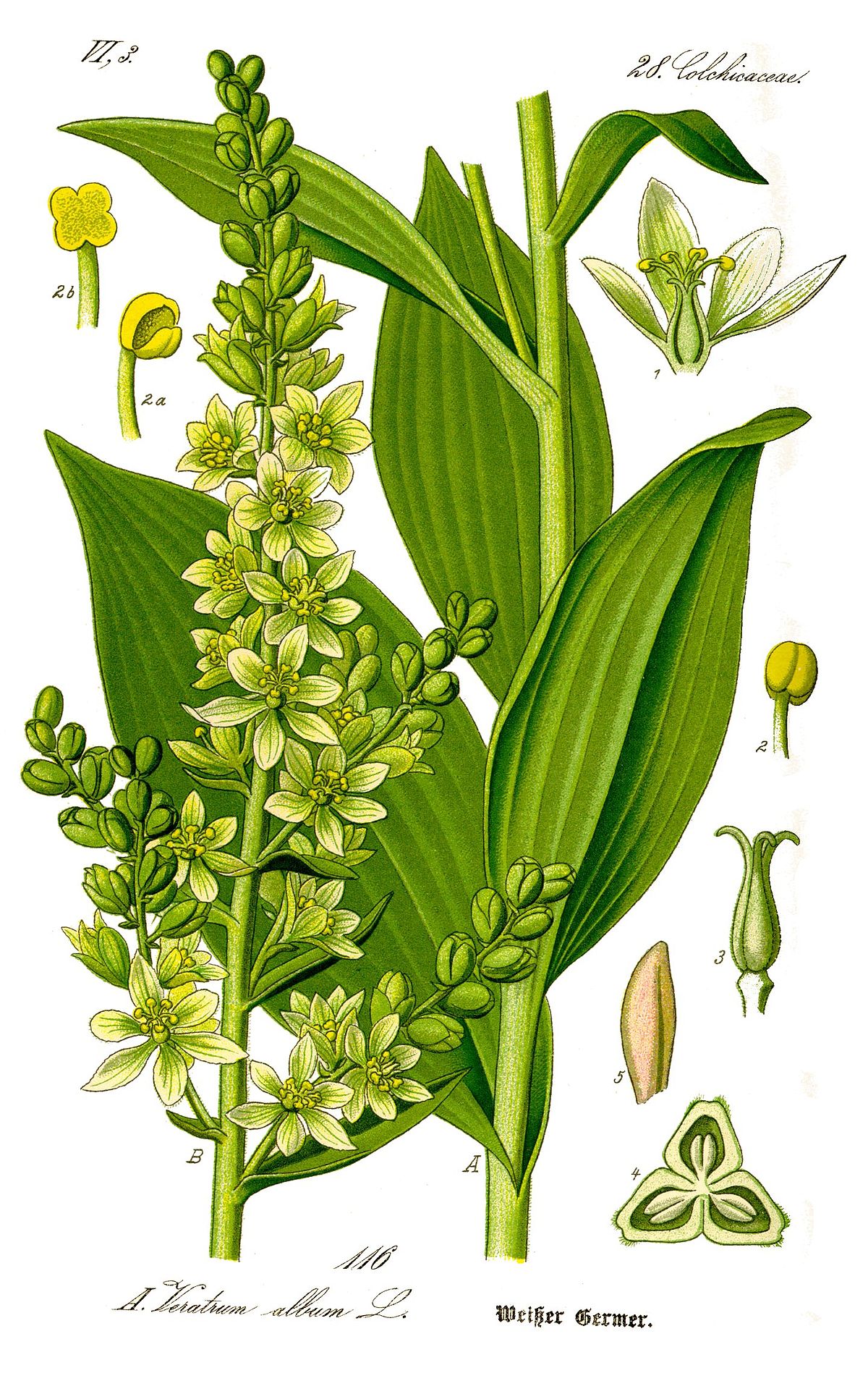 1200px Illustration_Veratrum_album0_clean