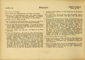 Illustriertes Prachtwerk sämtlicher Taubenrassen (Schachtzabel, 1906).djvu