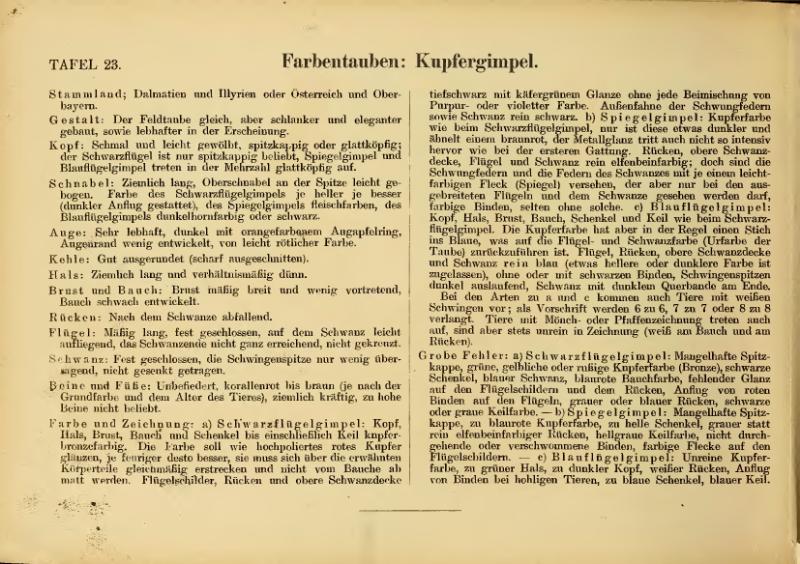 File:Illustriertes Prachtwerk sämtlicher Taubenrassen (Schachtzabel, 1906).djvu