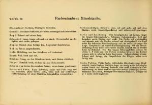 Illustriertes Prachtwerk sämtlicher Taubenrassen (Schachtzabel, 1906).djvu