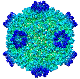 <i>Cypovirus</i> Genus of viruses