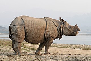 <span class="mw-page-title-main">Indian rhinoceros</span> Species of rhinoceros