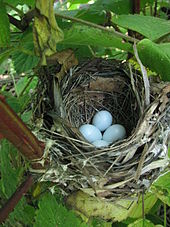 Photographie d'un nid formé par des brindilles de bois contenant des œufs