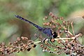 * Nomination Indigo dropwing (Trithemis festiva) male --Charlesjsharp 08:55, 6 September 2021 (UTC) * Promotion  Support Good quality. --Commonists 18:54, 6 September 2021 (UTC)