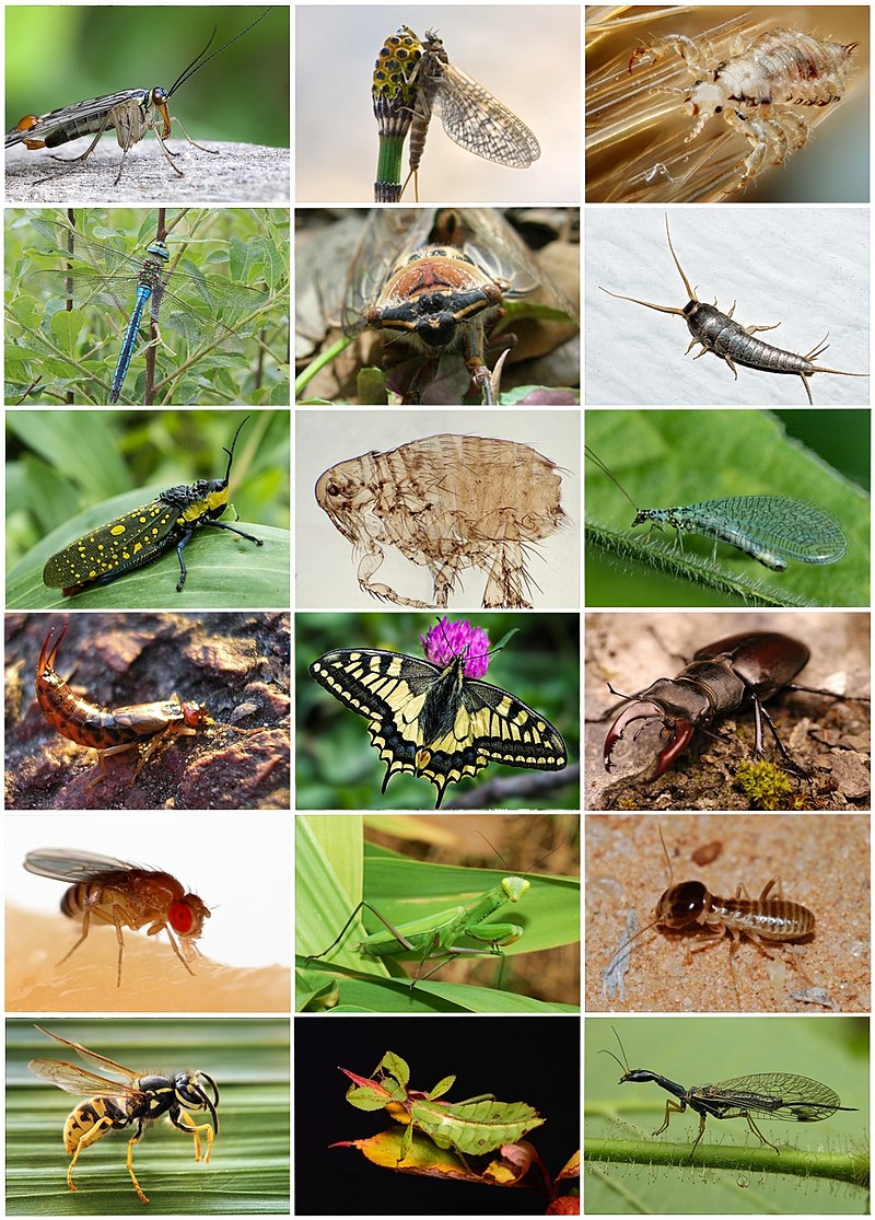 Top 999+ insects images – Amazing Collection insects images Full 4K