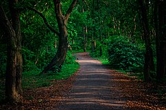Into the green, Bhawal National Park.jpg