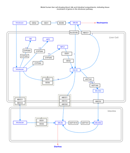 ไฟล์:IrinotecanPathway_WP229.png