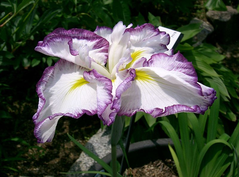 File:Iris ensata cv kumoinogan.jpg