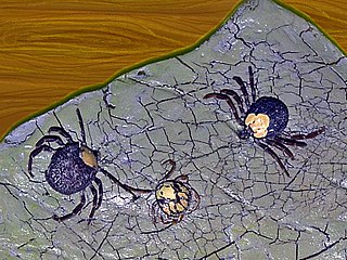 <i>Amblyomma rhinocerotis</i> Species of tick