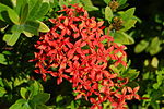 Ixora coccinea üçün miniatür