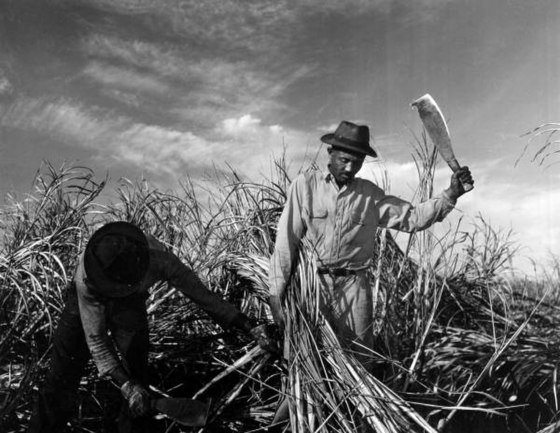 A Jamaican laborer cutting sugar cane in Clewiston, Florida, December 1947.