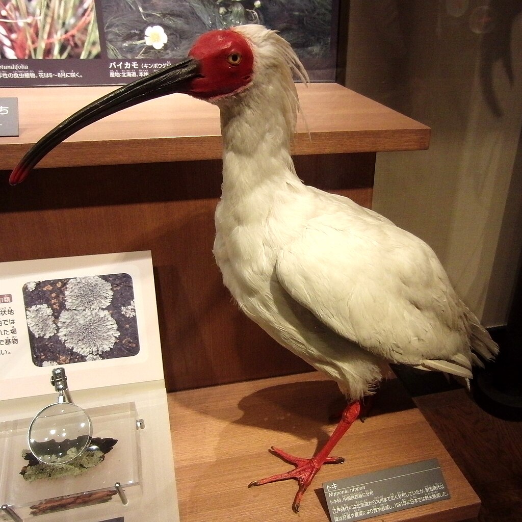 crested ibis