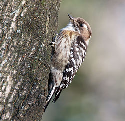 Pájaro carpintero pigmeo japonés en Sakai, Osaka, febrero de 2016.jpg