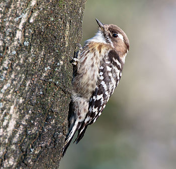 Japanese pygmy woodpecker (created by Laitche; nominated by Crisco 1492)