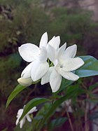 Jasmine - Wikipedia