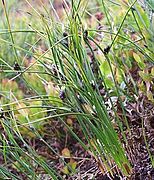 Juncus trifidus