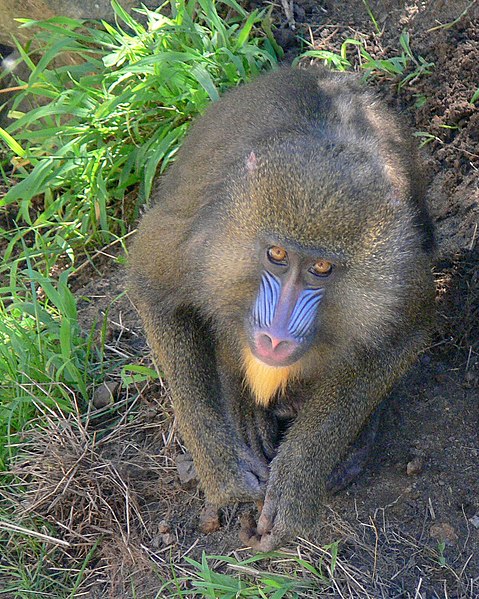 File:Juvenile baboon (captive).jpg