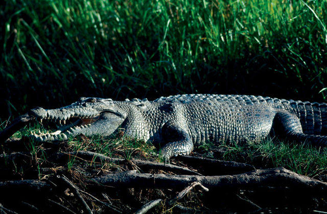 File:Kakadu_3620.jpg