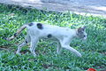 2011-04-08T09:15:57Z : user:Manucherian : File:Kerala cat.JPG