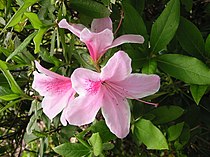 Rhododendron indicum was de eerste Japanse Rhododendron-soort die in Europa werd ingevoerd.
