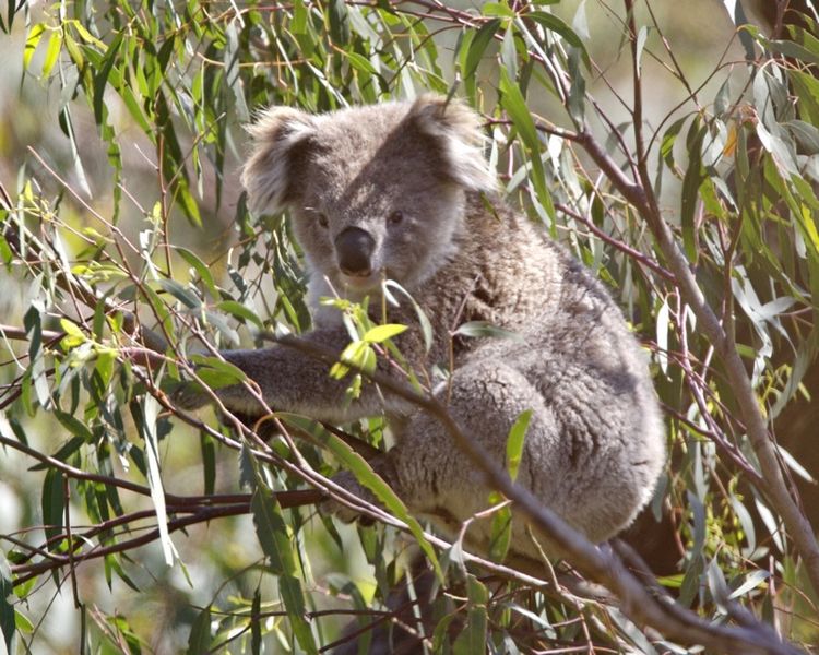 File:Koala (Phascolarctos cinereus) - Flickr - Lip Kee.jpg