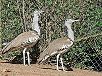 Bustard, Kori Ardeotis kori