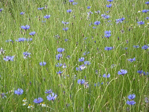 Cornflowers ( Centaurea cyanus )