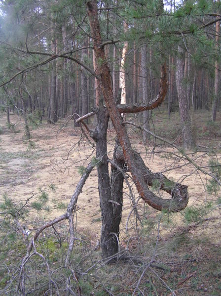 File:Krzywe drzewo 2.JPG