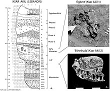 Layer sequence at Ksar Akil in the Levantine corridor, and discovery of two fossils of Homo sapiens, dated to 40,800 to 39,200 years BP for "Egbert", and 42,400-41,700 BP for "Ethelruda". Ksar Akil Fossils.jpg