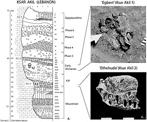 Early Modern Human