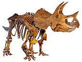 Mounted fossilized skeleton of the Late Cretaceous horned dinosaur Triceratops LA-Triceratops mount-2.jpg