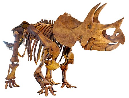 LA-Triceratops mount-2.jpg