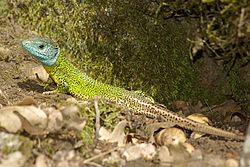 Lacerta schreiberi 04 by-dpc.jpg