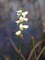 Spiranthes vernalis