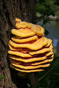 Laetiporus sulphureus