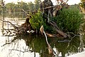 Lake Martin LA EUA alligator.JPG