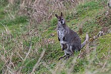 Red-necked wallabies were first released on the island in the 1950s.