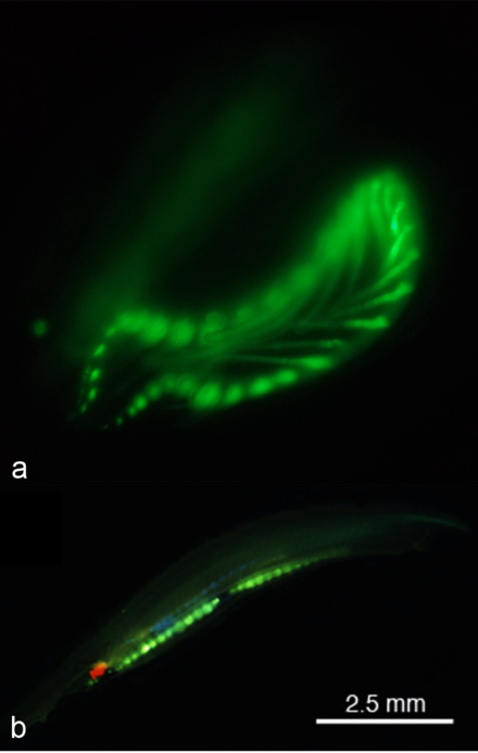 Green fluorescence in Lancelets. (a. Branchiostoma floridae GFP near the eye spot and in the oral tentacles.) (b. Asymmetron lucayanum green fluorescence in the gonads.)