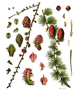 Larix decidua - Köhler–s Medizinal-Pflanzen-216.jpg