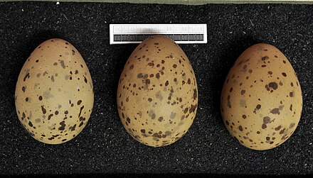 Eggs, Collection Museum Wiesbaden, Germany