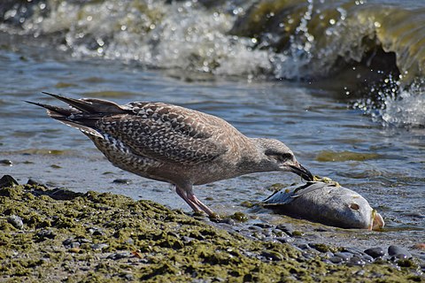 Larus smithsonianus