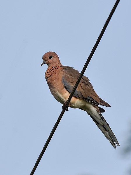 File:Laughing Dove Srirangapatna India Jul22 D72 24583.jpg